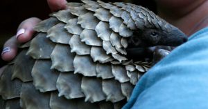 New documentary shines light on plight of pangolins, one of the world's most trafficked mamals