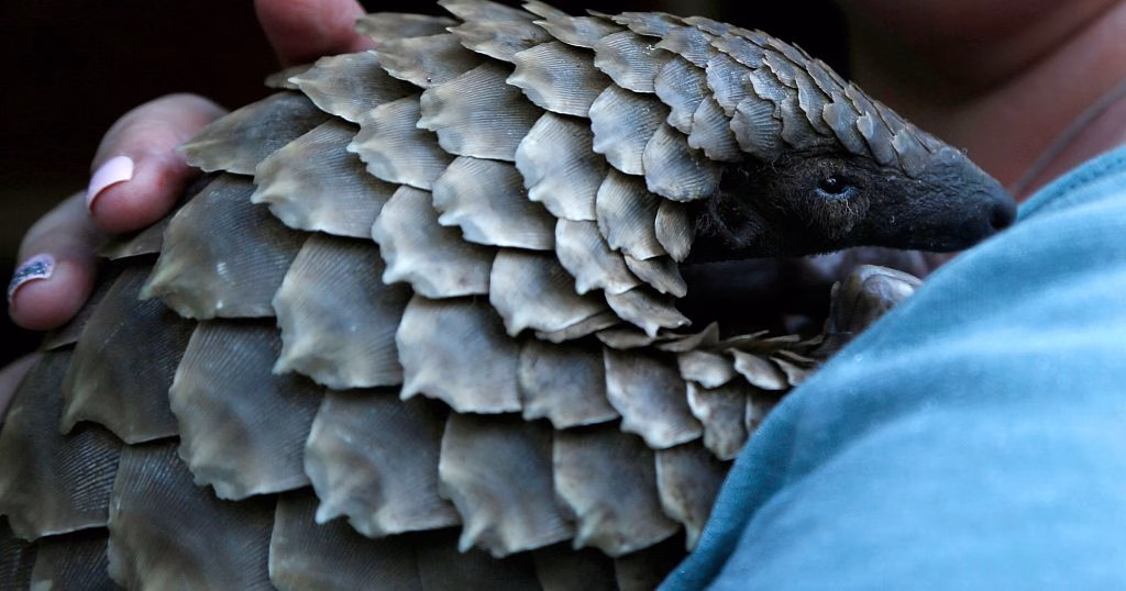 New documentary shines light on plight of pangolins, one of the world's most trafficked mamals