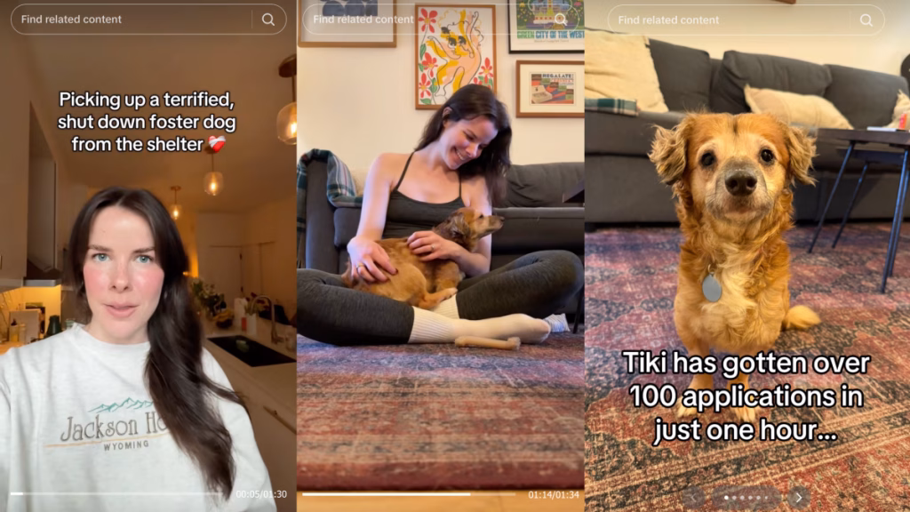 The viral TikTok dog who stole the internet's heart is now ready for adoption
