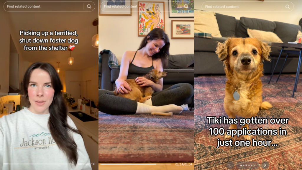The viral TikTok dog who stole the internet's heart is now ready for adoption