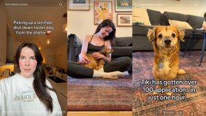 Tiki The Foster Dogs Incredible Transformation From Fear To Love 300x169