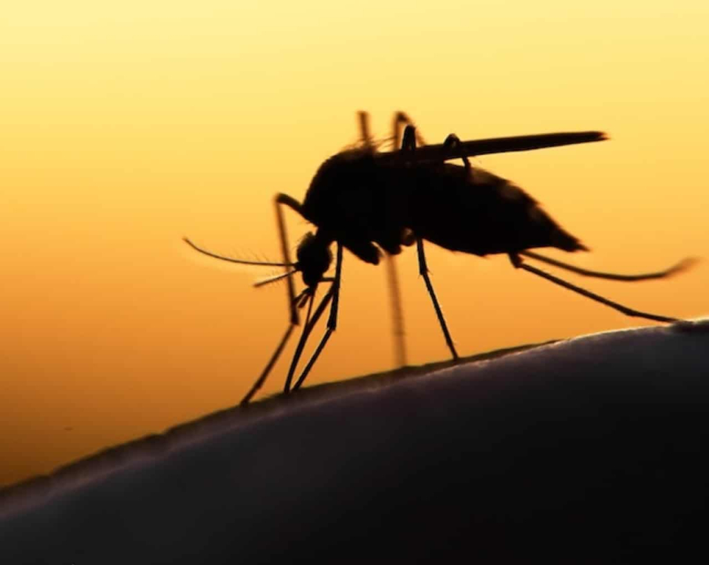 Seasonal malaria chemoprevention campaign begins in Adamawa
