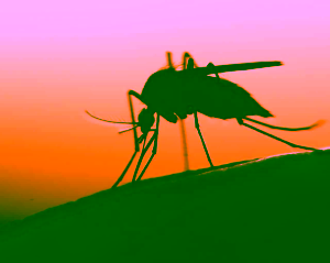 Seasonal malaria chemoprevention campaign begins in Adamawa