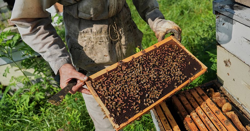 Scientists say warming climate is putting bees at risk