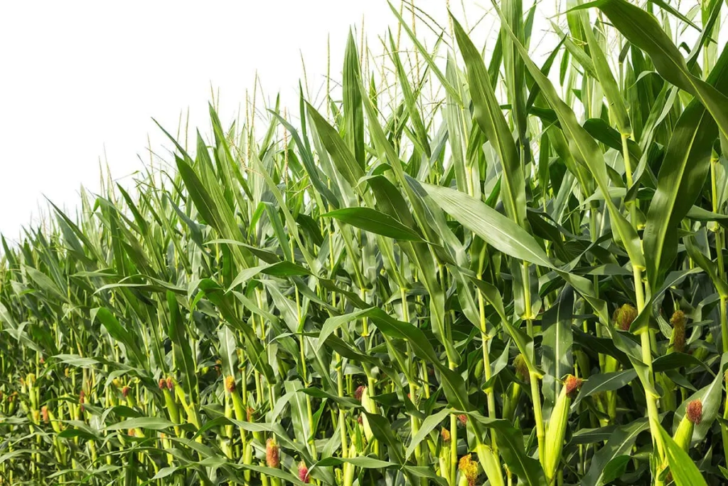 Food Price Cut: Why Nigerian farmers should not cultivate maize, rice - Tedheke