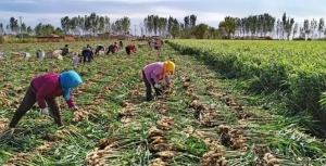 Higher fertilizer cost threatenening wet season farming - Jigawa farmers cry out