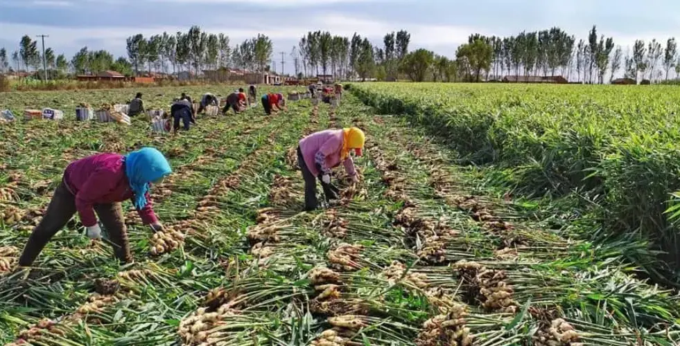Higher fertilizer cost threatenening wet season farming - Jigawa farmers cry out