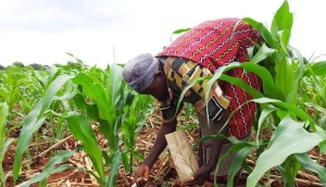 Nigerian farmers say rise in fertiliser price threatens lower food cost
