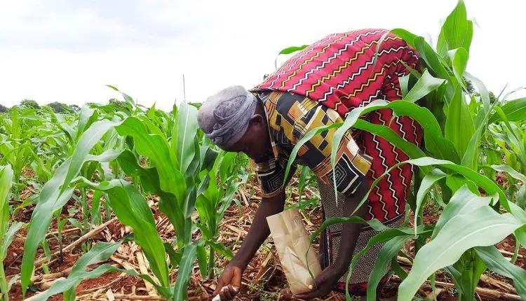Nigerian farmers say rise in fertiliser price threatens lower food cost