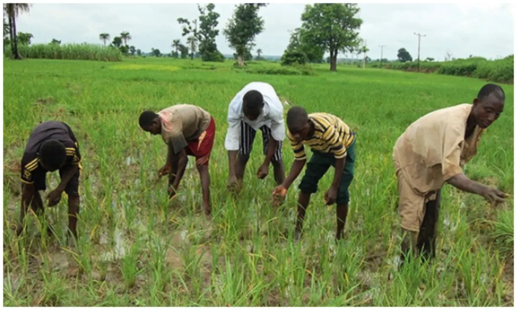Plateau farmers cry out over drought as rainfall delays