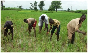 Plateau farmers cry out over drought as rainfall delays