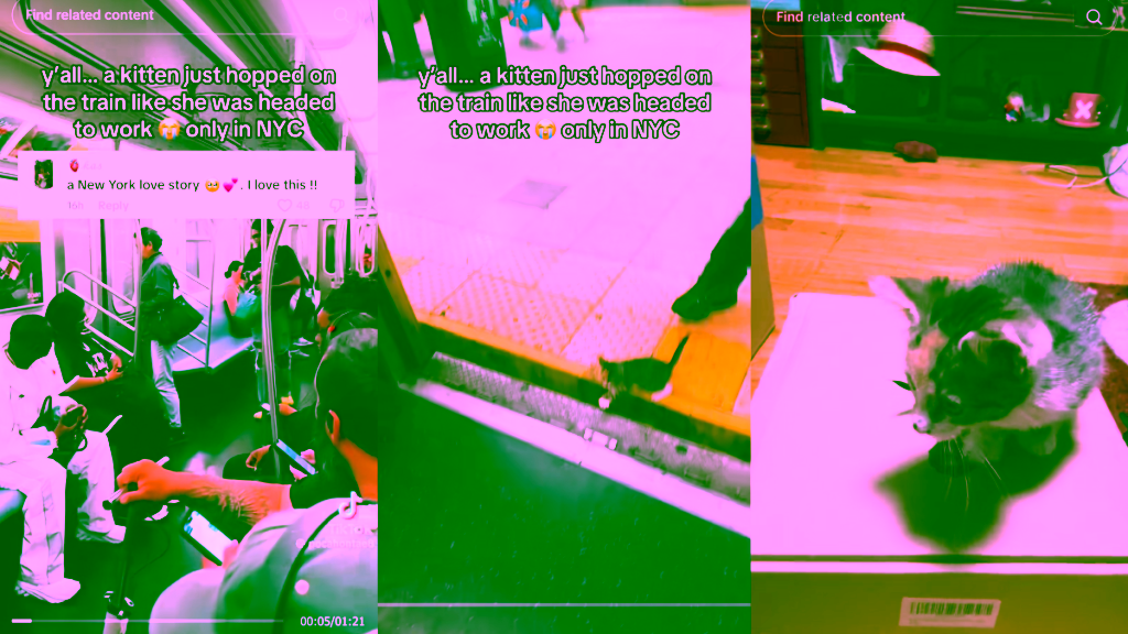 Kitten in viral NYC subway video gets a new home