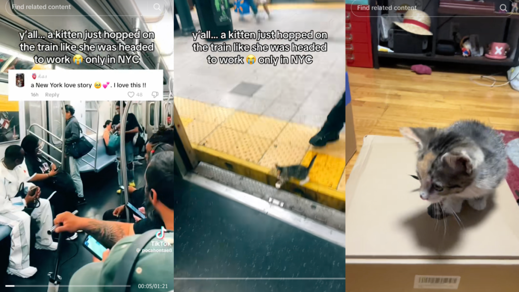 Kitten in viral NYC subway video gets a new home