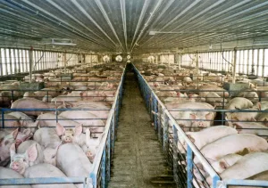 Industrial animal farming poses risk to public health, agricultural sovereignty - Nigerian Govt warned