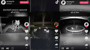 AIs Furry Fakes Dont Fall For Viral Animal Videos 300x169