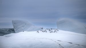 Arctic Ice Melt Accelerates Intensifying Climate Disruption 300x169