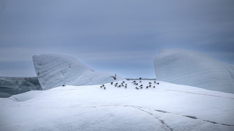 Arctic hit by record-breaking summer heat – researchers — RT World News