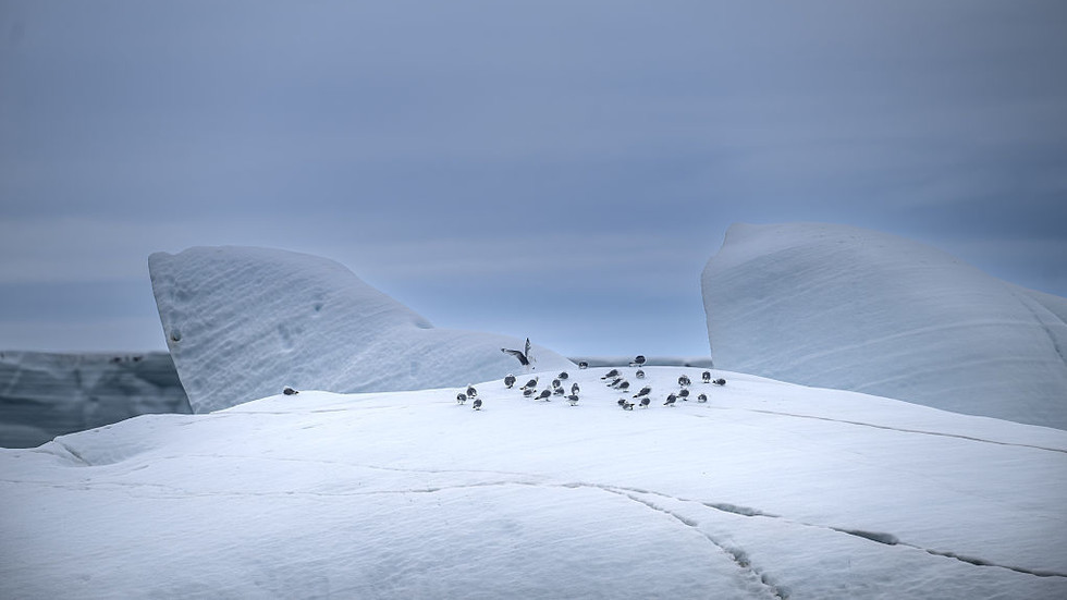 Arctic hit by record-breaking summer heat – researchers — RT World News