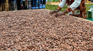 Ghana Raises Cocoa Prices Paid To Farmers By 63% • Channels Television