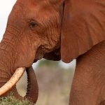 Elephant forced to drink beer at Kenyan nature park