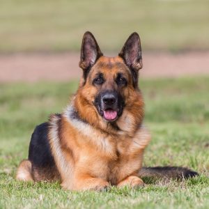 Rabies outbreak reported in Lagos, veterinary association warns against dog bite