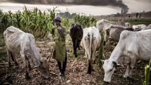 Igbo union urges southeast states to ban open grazing, form vigilantes against herdsmen attacks