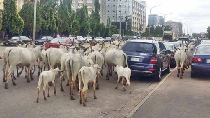 Abuja Cattle Roaming Curbed Through Dialogue Presidency engages Miyetti-Allah leaders to curb cattle roaming in Abuja — Daily Nigerian