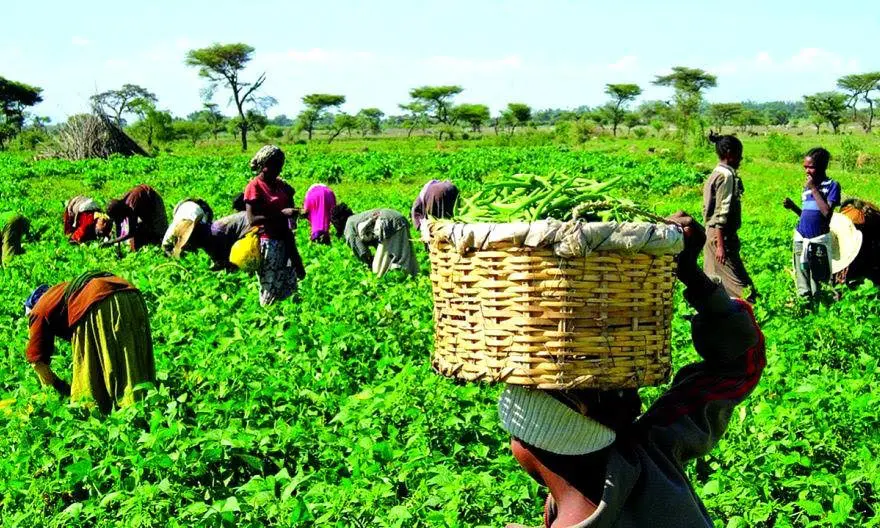 Farmers Struggle With High Costs Amid Food Insecurity Why farmers can’t produce, sell at lower prices – Farmers Association