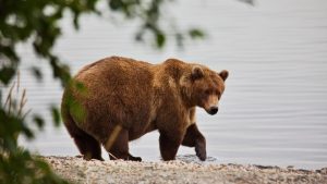 Fat Bear Week Underway At Katmai National Park 300x169