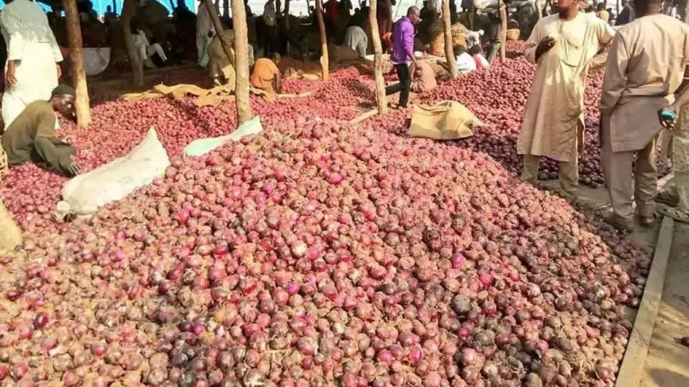 Onion farmers lose N1bn to substandard seeds in Jigawa 