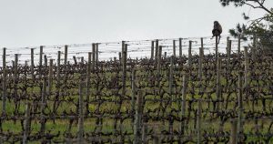 How a South African vineyard is making better wine thanks to cattle and ducks