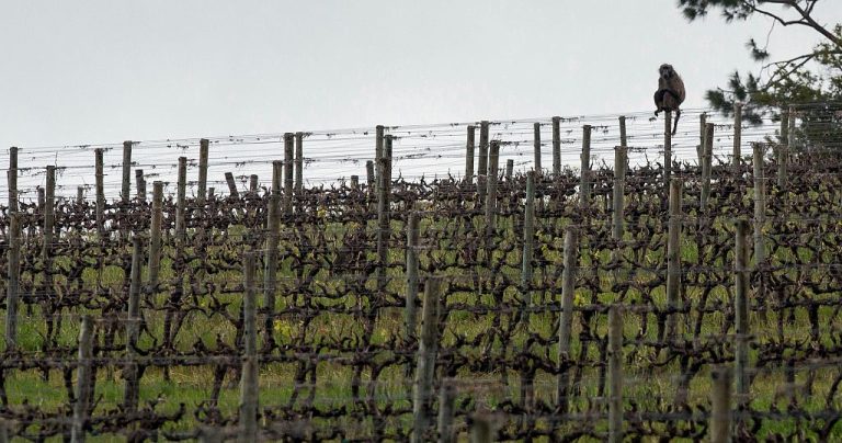 How a South African vineyard is making better wine thanks to cattle and ducks