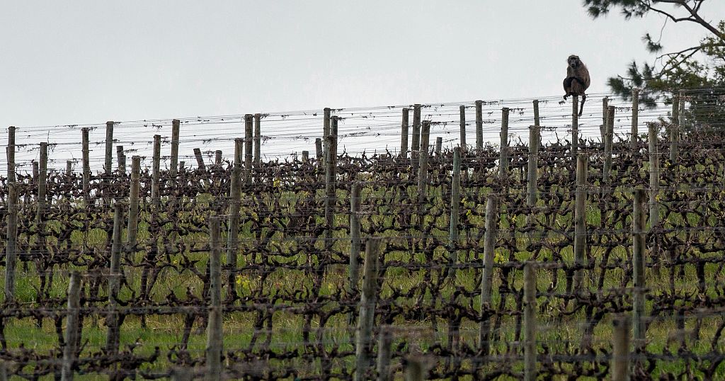 How a South African vineyard is making better wine thanks to cattle and ducks
