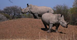 South African conservationists mark World Rhino Day amid rising poaching threat