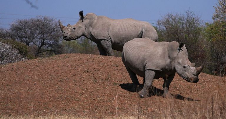 South African conservationists mark World Rhino Day amid rising poaching threat