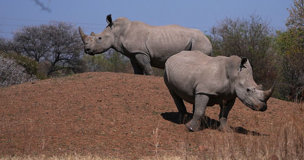 South African conservationists mark World Rhino Day amid rising poaching threat