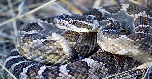 Snakebite victims pay N500,000 for anti-venom treatment in Gombe — Daily Nigerian