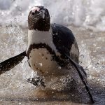 African penguin faces extinction despite new protections