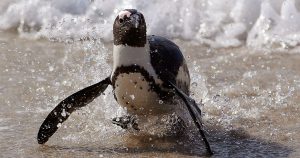 African penguin faces extinction despite new protections