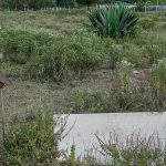 Family of murdered Kenyan woman demands extradition of former British soldier