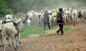 Miyetti-Allah alleges targeted attacks in Southern Kaduna, seeks probe into killing of 4 herders — Daily Nigerian