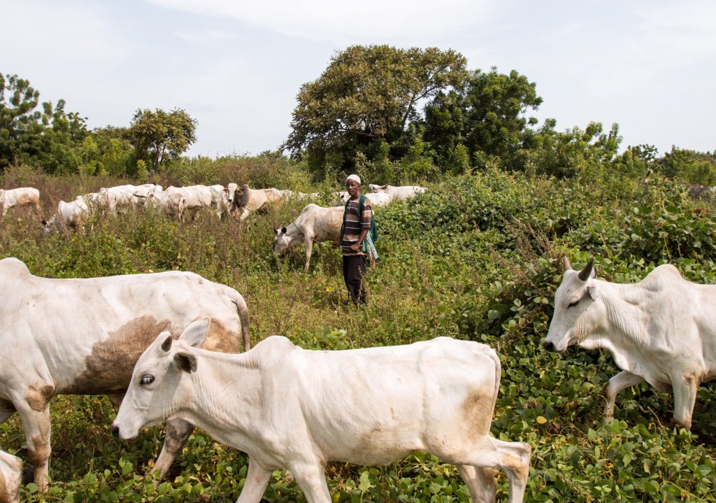13-year-old Fulani herder killed alongside 36 cows as violence escalates in Plateau — Daily Nigerian
