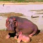 After Hippopotamus attack, Gombe govt issues safety advisory — Daily Nigerian