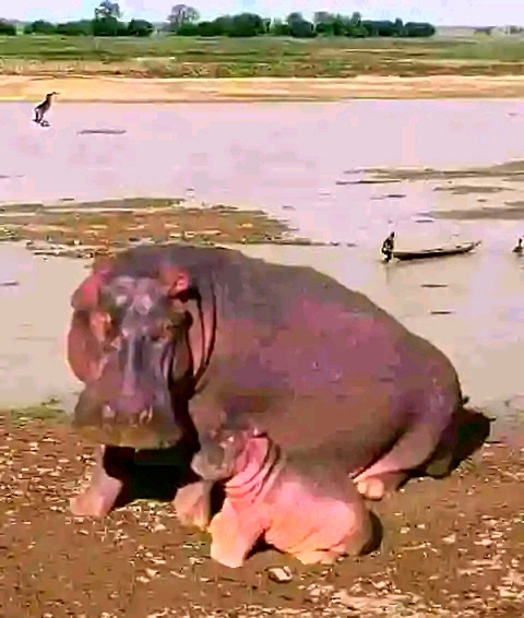 After Hippopotamus attack, Gombe govt issues safety advisory — Daily Nigerian
