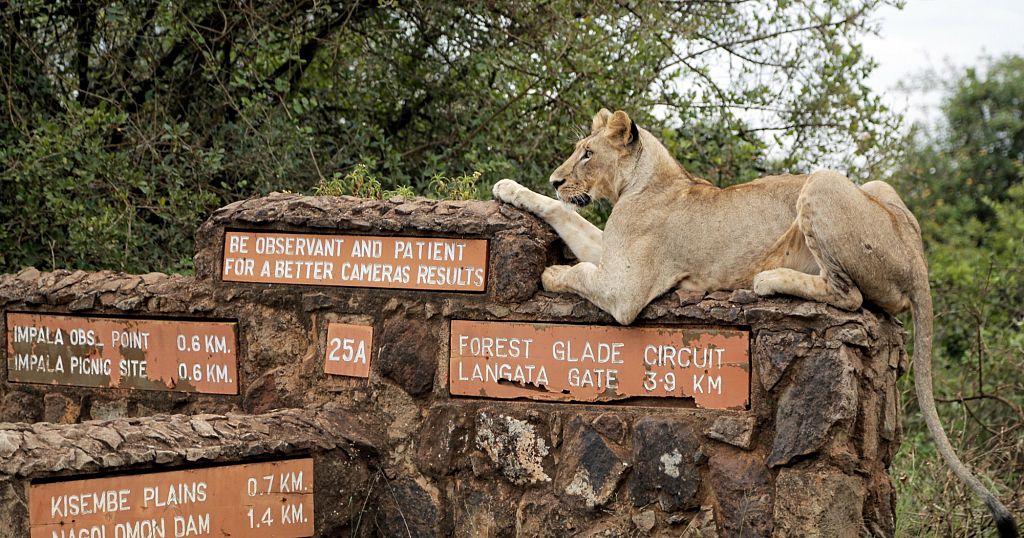 Living with lions: Encounters with wild animals on the rise near Nairobi National Park