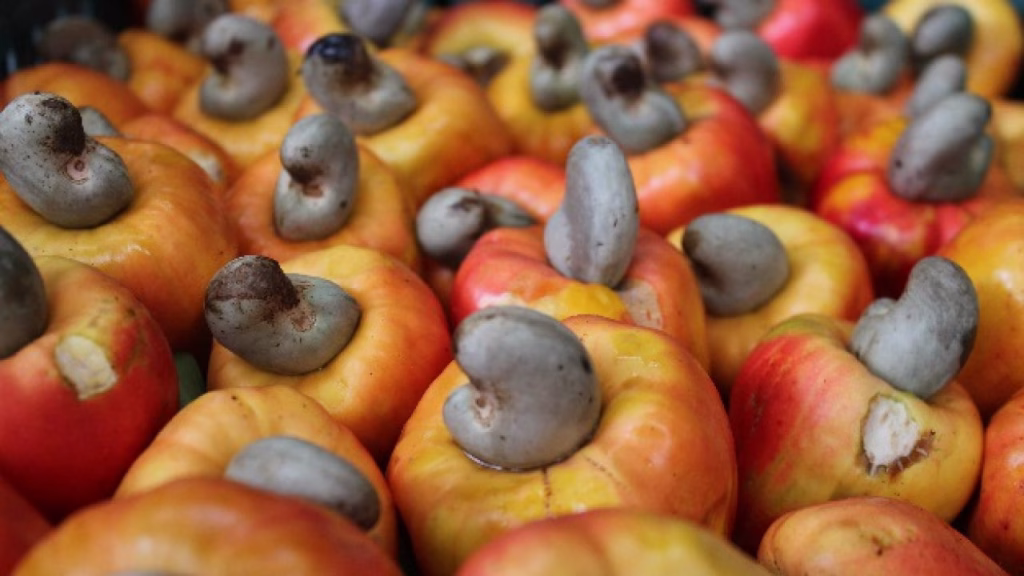 Cashew very vital to Nigeria's non-oil export aspirations - FG