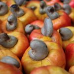 Cashew very vital to Nigeria's non-oil export aspirations - FG