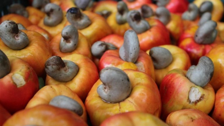 Cashew very vital to Nigeria's non-oil export aspirations - FG