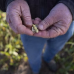 US Soybean Farmers Battered By Trade Row With China