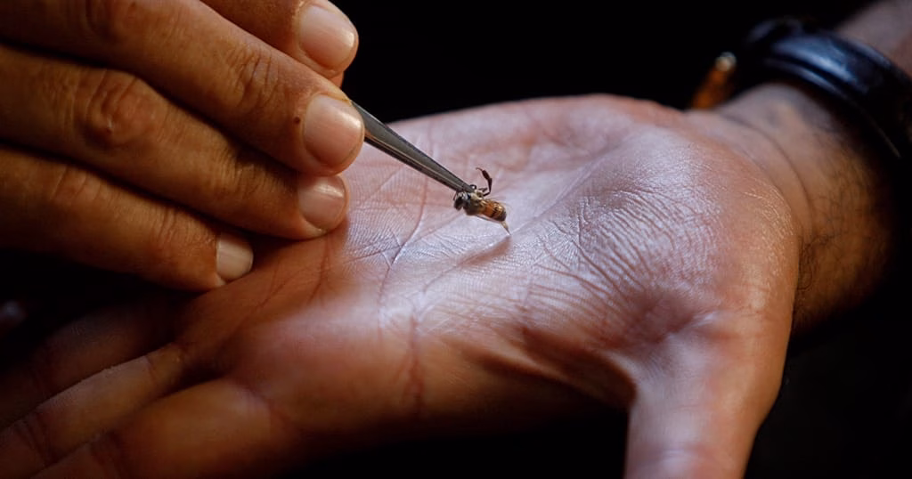 In Kenya, bee stings are being used to treat illnesses